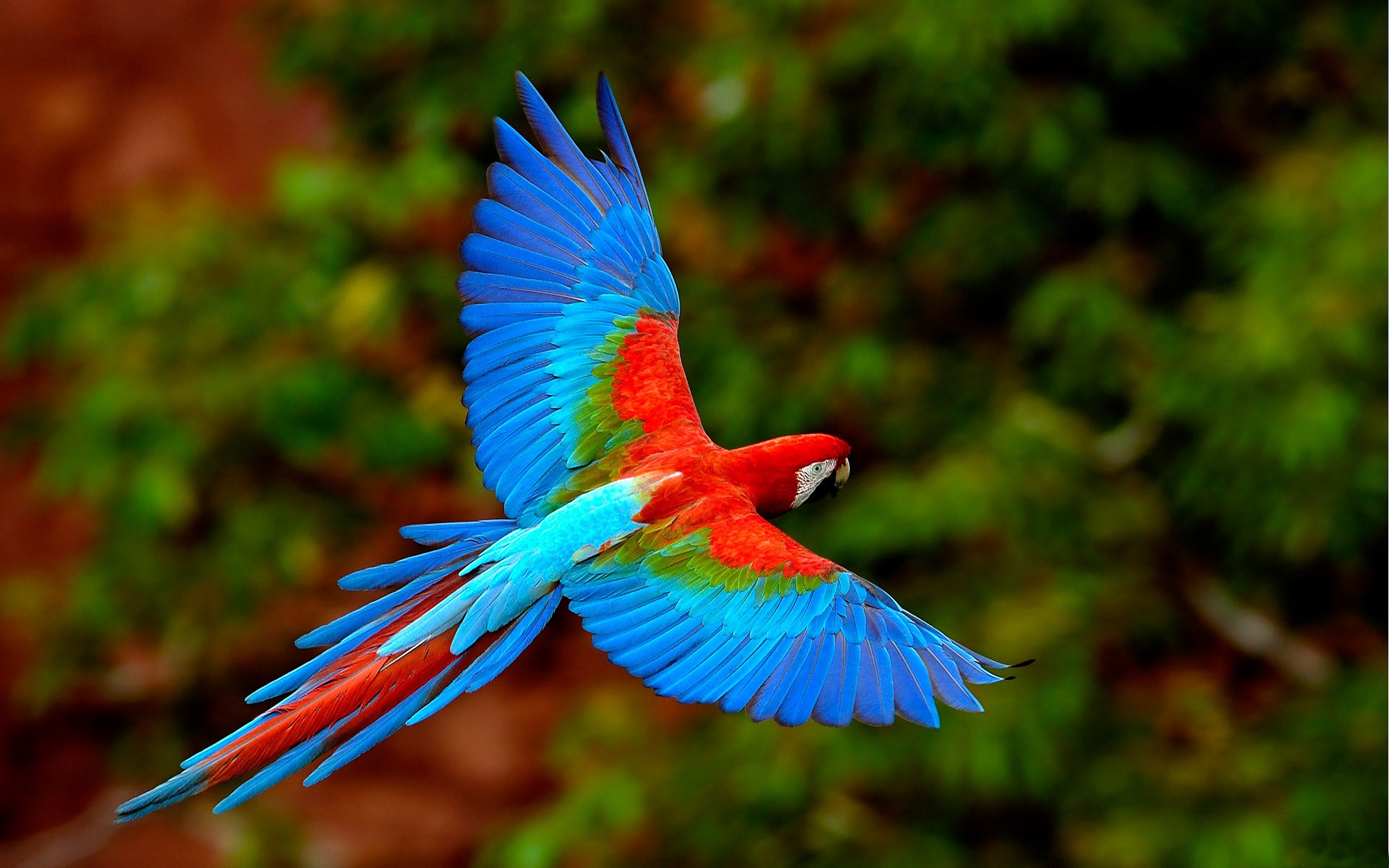 pappagallo-in-volo